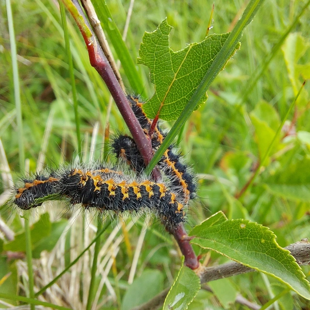 Saturnia pavoniella/pavonia