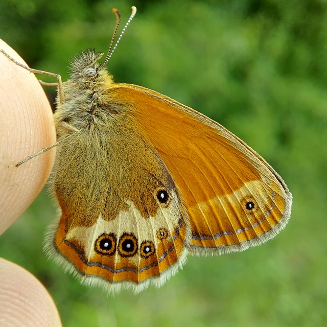 Coenonympha arcania - fehéröves szénalepke