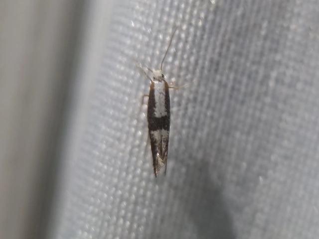 Argyresthia