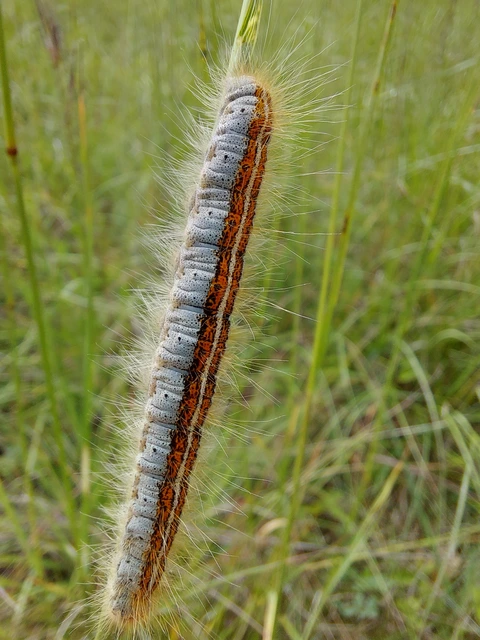 Malacosoma castrensis - kutyatejszövő