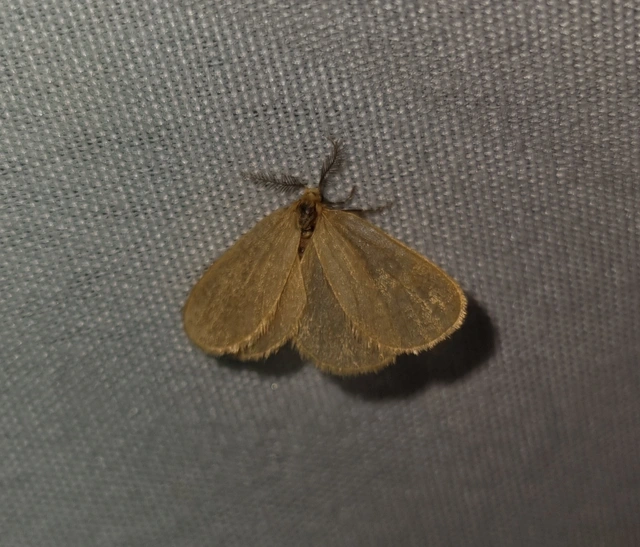 Bijugis bombycella - alkonyati zsákhordólepke