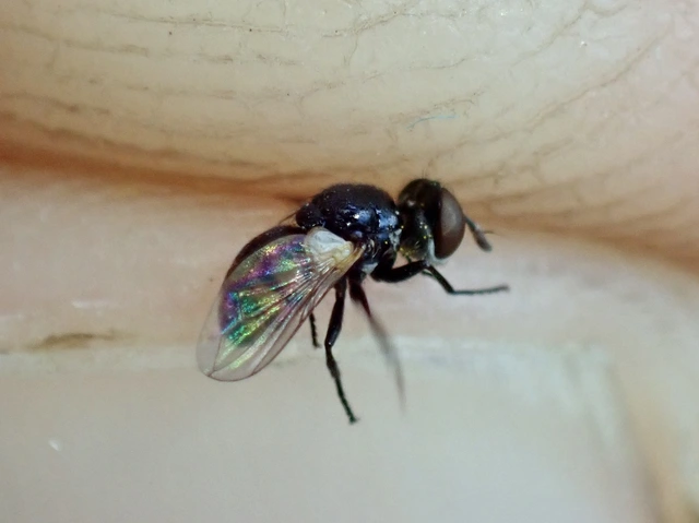 Gymnosoma nitens