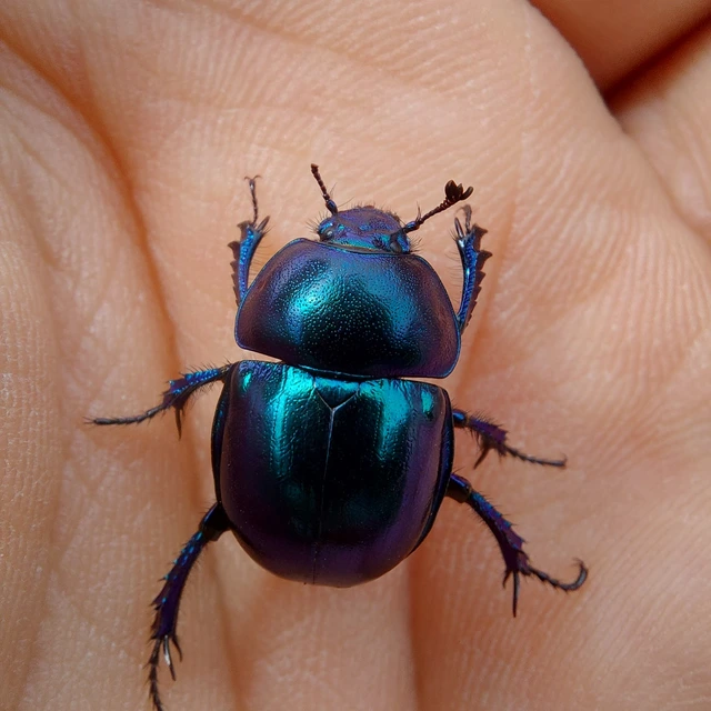 Trypocopris vernalis - tavaszi álganéjtúró