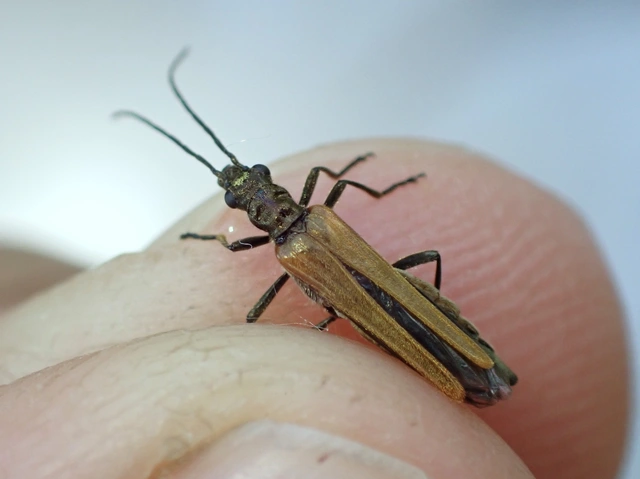 Oedemera femorata - sárgahátú álcincér