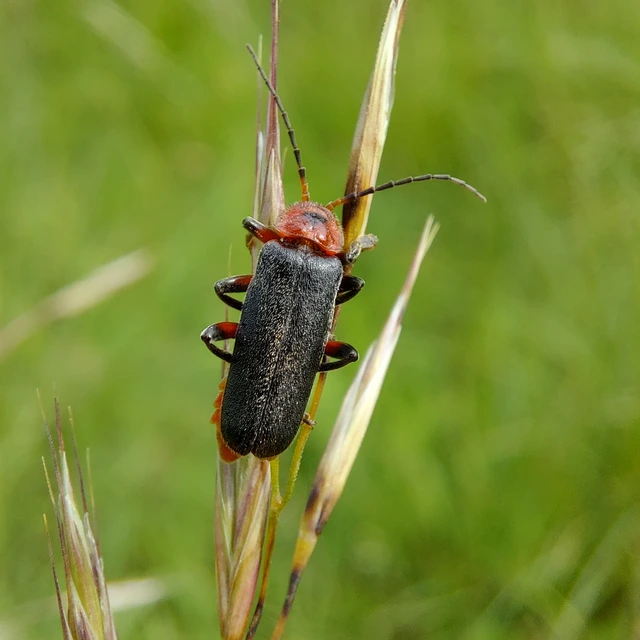 Cantharis rustica - suszterbogár