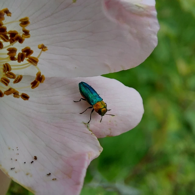 Anthaxia nitidula - ragyogó virágdíszbogár