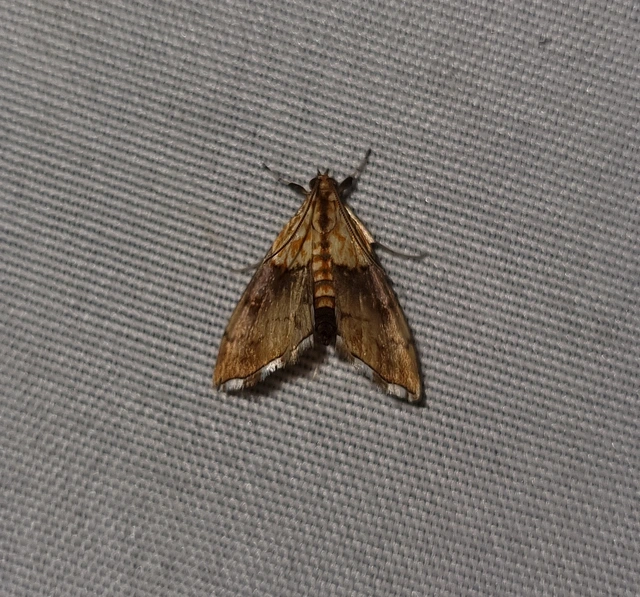 Agrotera nemoralis - ligeti tűzmoly
