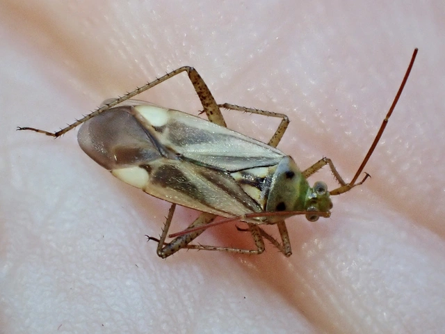 Adelphocoris lineolatus - lucernapoloska