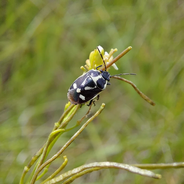 Eurydema oleracea - paréjpoloska Eurydema oleracea - paréjpoloska