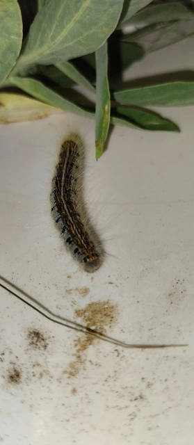 Malacosoma castrensis - kutyatejszövő
