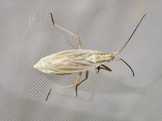 Acetropis