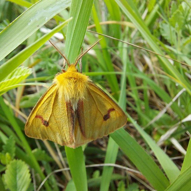 Diacrisia sannio - vörösszélű medvelepke