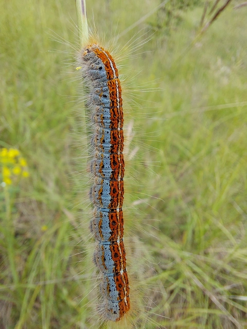 Malacosoma castrensis - kutyatejszövő