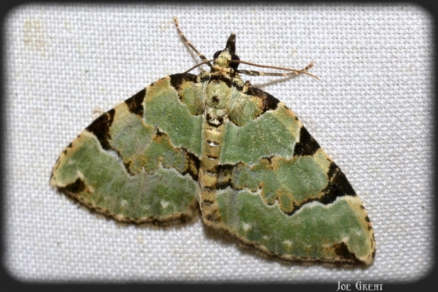 Colostygia pectinataria - zöld levélaraszoló