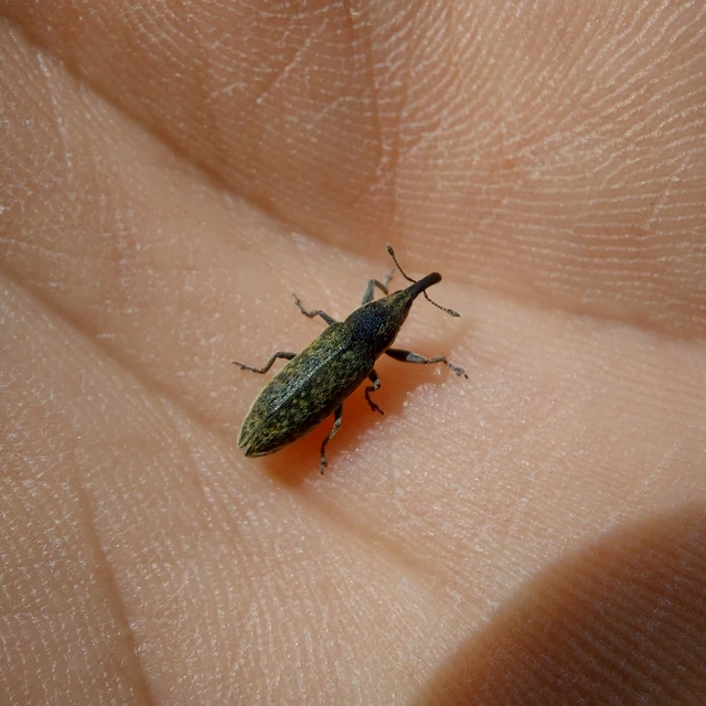 Lixus cardui/filiformis