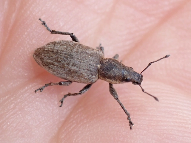Tanymecus palliatus - közönséges hegyesfarúbarkó