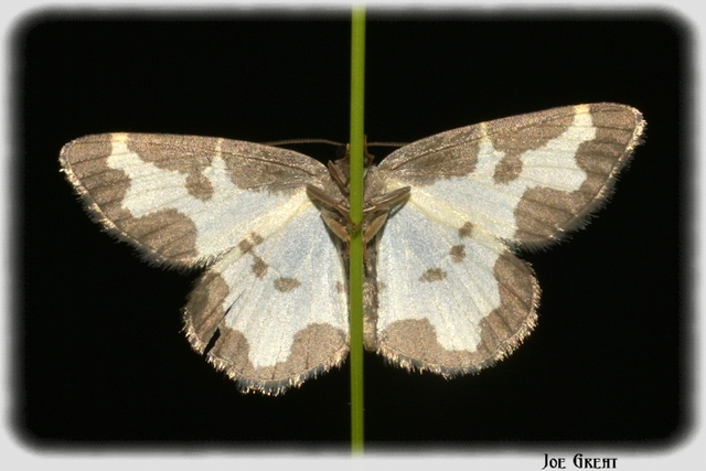 Lomaspilis marginata - szegélyes nyárfaaraszoló
