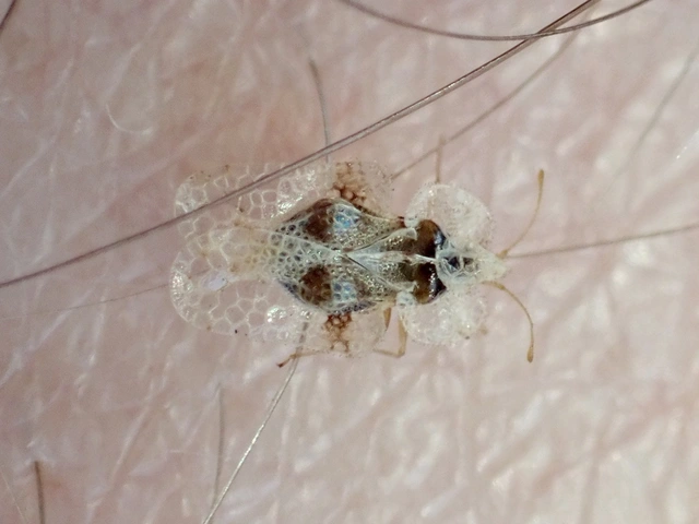 Corythucha arcuata - tölgy-csipkéspoloska