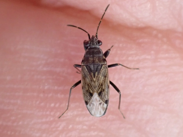 Peritrechus