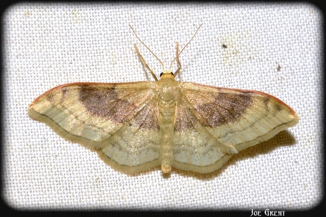 Idaea degeneraria - barnasávos araszoló