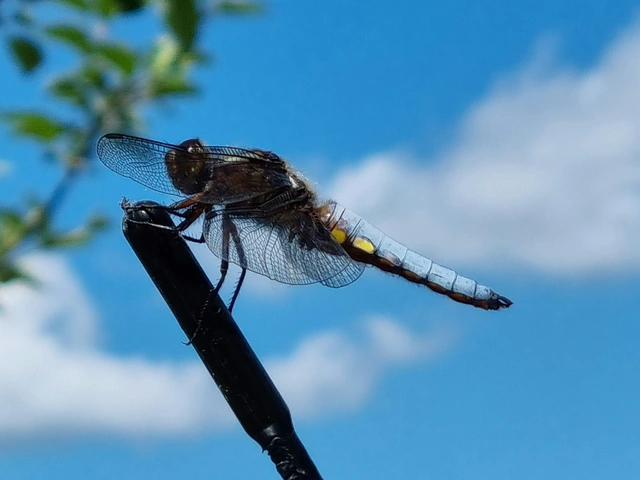 Libellula depressa - széles laposacsa