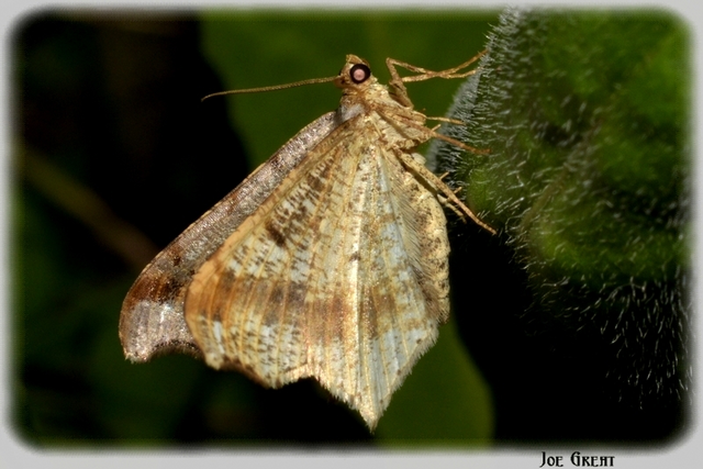 Macaria alternata - közönséges szürkearaszoló