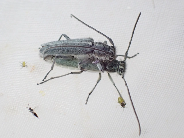 Phytoecia coerulescens - kígyósziszcincér