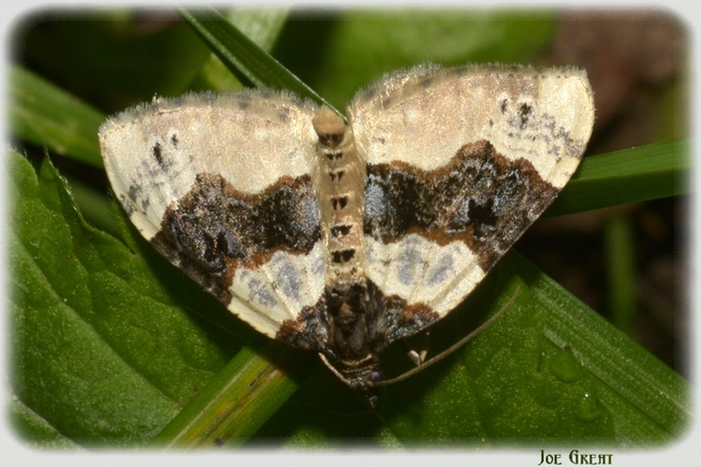 Cosmorhoe ocellata - szemes galajaraszoló