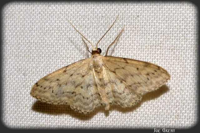 Idaea seriata - szürke apróaraszoló