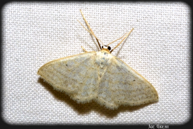 Idaea subsericeata - ötvonalas apróaraszoló