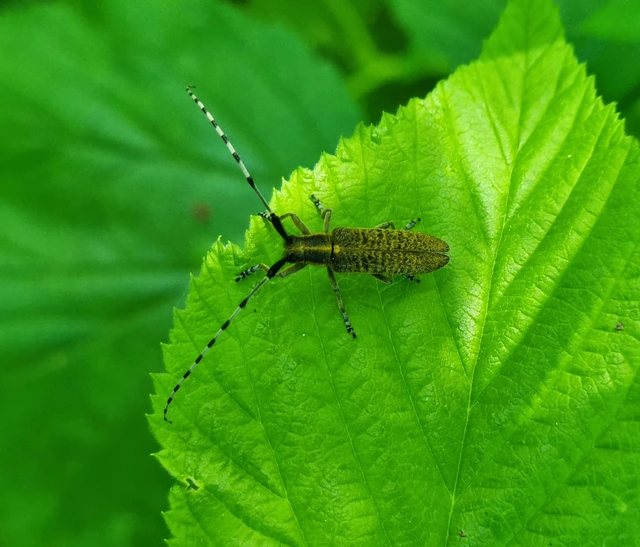 Agapanthia villosoviridescens - fehérgyűrűs bogáncscincér