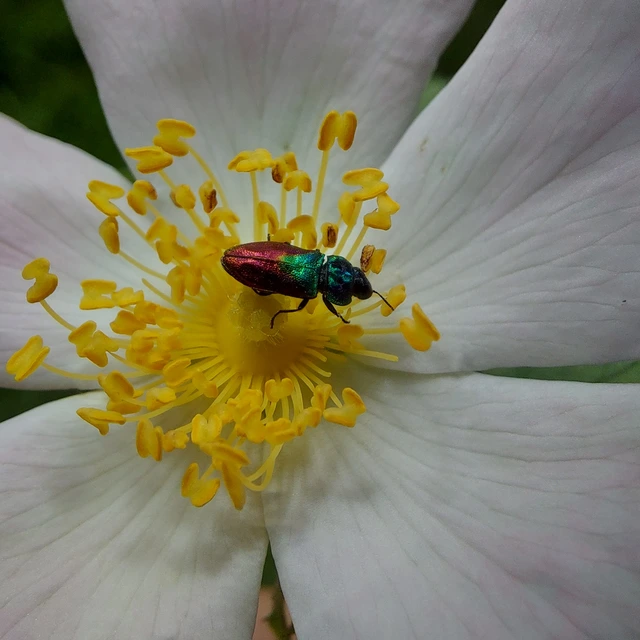 Anthaxia semicuprea - rezes virágdíszbogár