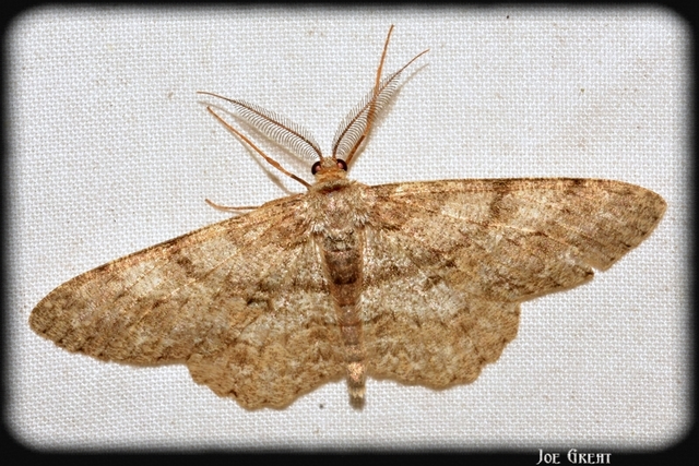 Hypomecis punctinalis - pettyes faaraszoló