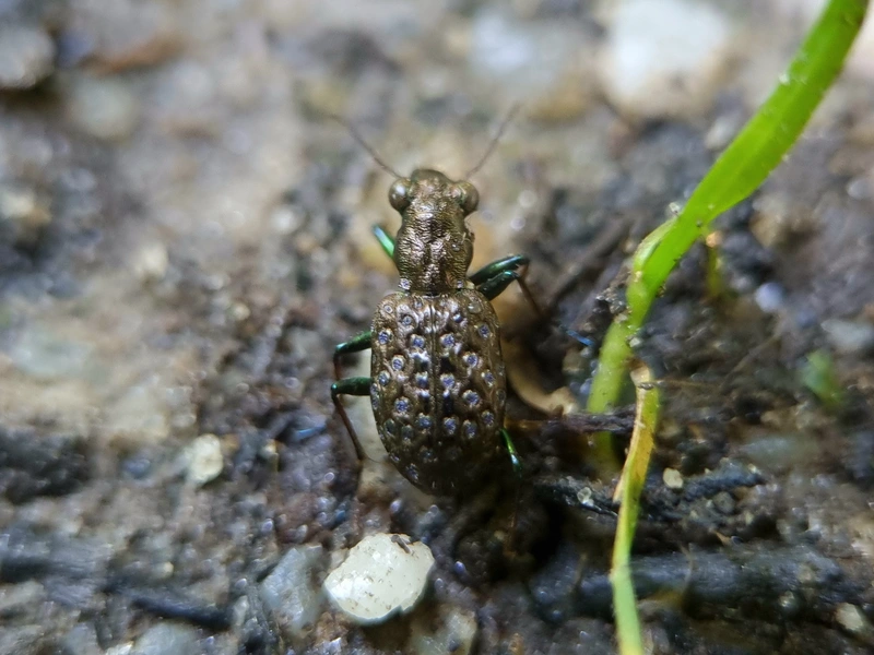 Elaphrus cupreus - rezes iszapfutó