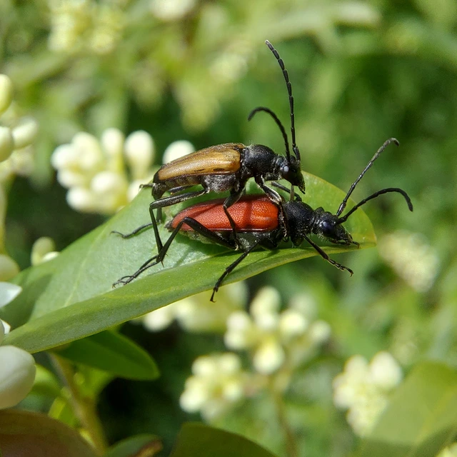 Anastrangalia sanguinolenta - kétszínű virágcincér