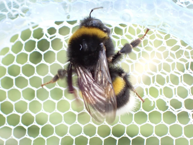 Bombus - poszméhek