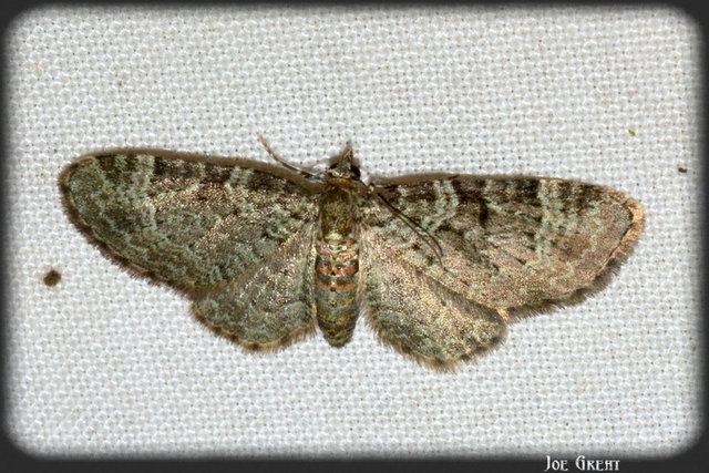 Pasiphila chloerata - hamvas törpearaszoló