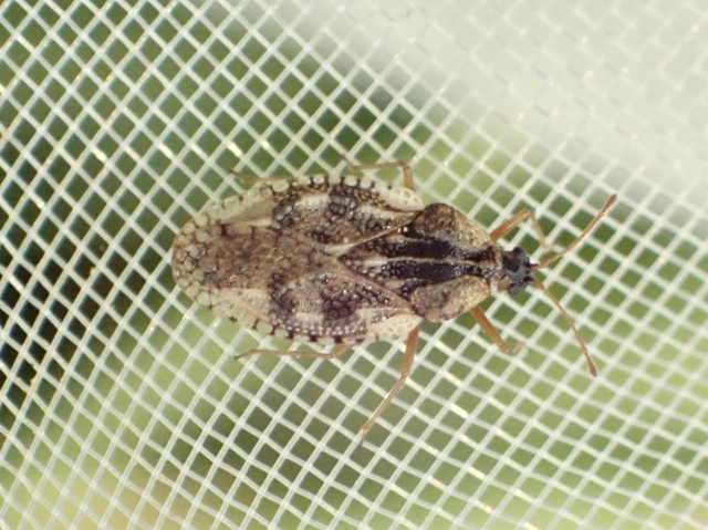 Tingidae - csipkéspoloskák