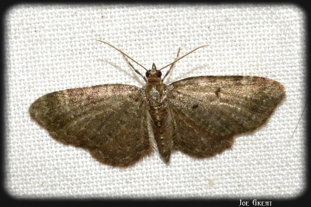 Pasiphila chloerata - hamvas törpearaszoló