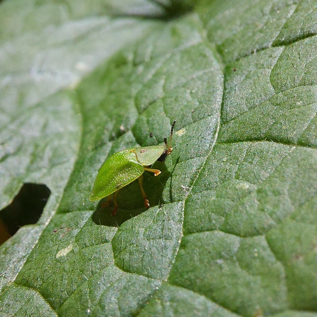 Cassida viridis - zöld pajzsbogár Cassida viridis - zöld pajzsbogár