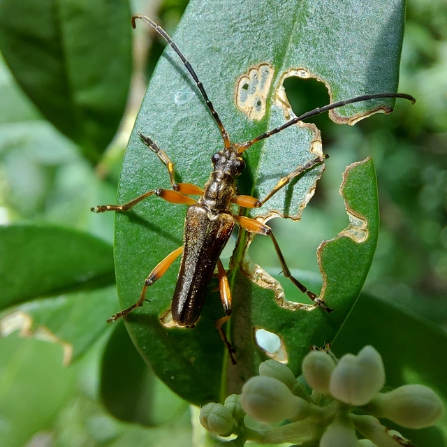 Stenocorus meridianus - fűz-gyökércincér