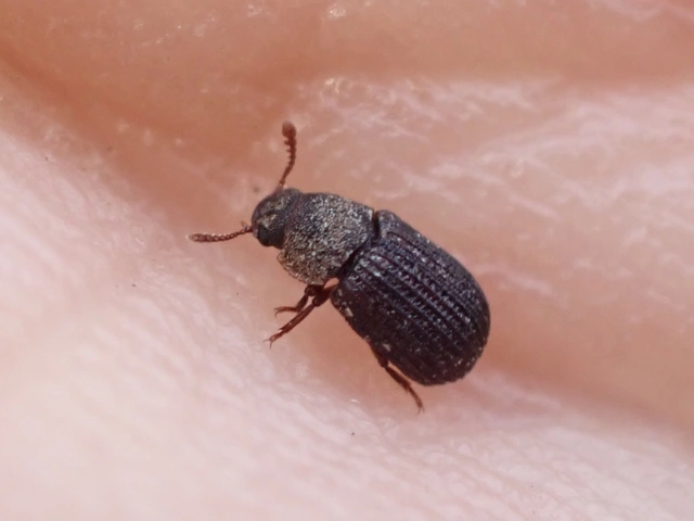 Eledona agricola