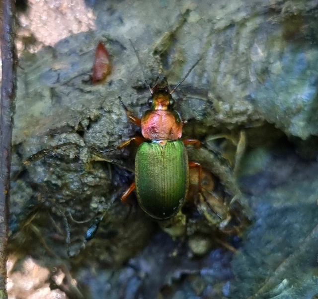 Chlaenius nigricornis - sötétcsápú bűzfutó