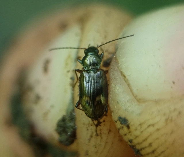 Bembidion dentellum - sárgaszalagos gyorsfutó