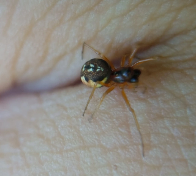 Pachygnatha degeeri/clercki