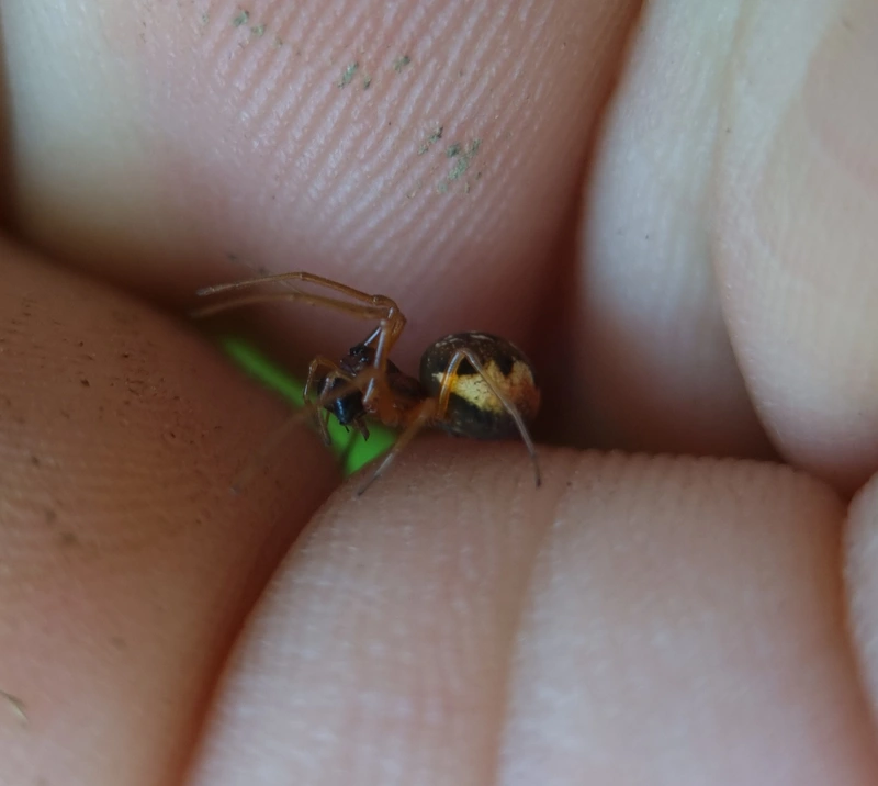 Pachygnatha degeeri/clercki