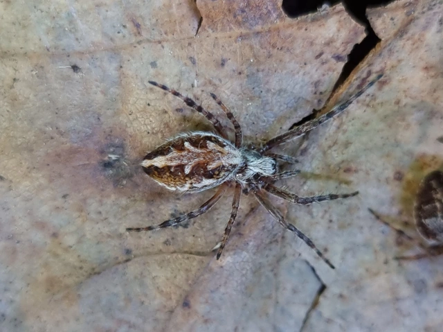Aculepeira