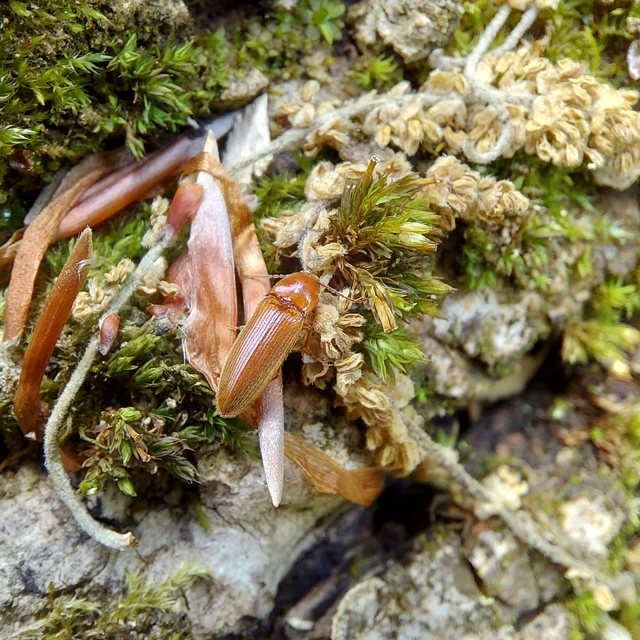 Porthmidius austriacus - fakó pattanó