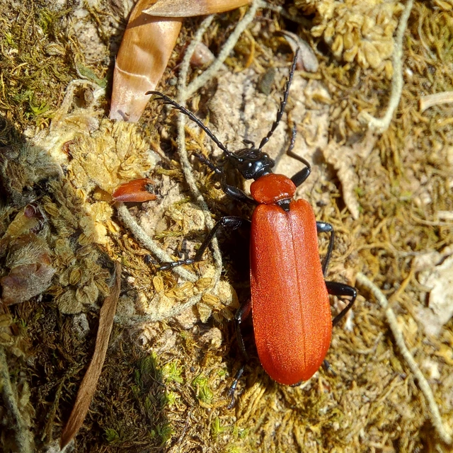 Pyrochroa coccinea - nagy bíborbogár