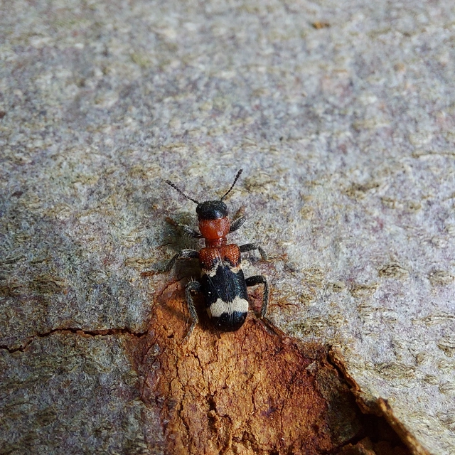Thanasimus formicarius - vörösnyakú szúfarkas